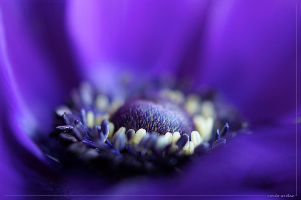 ... shades of violet and blue ...