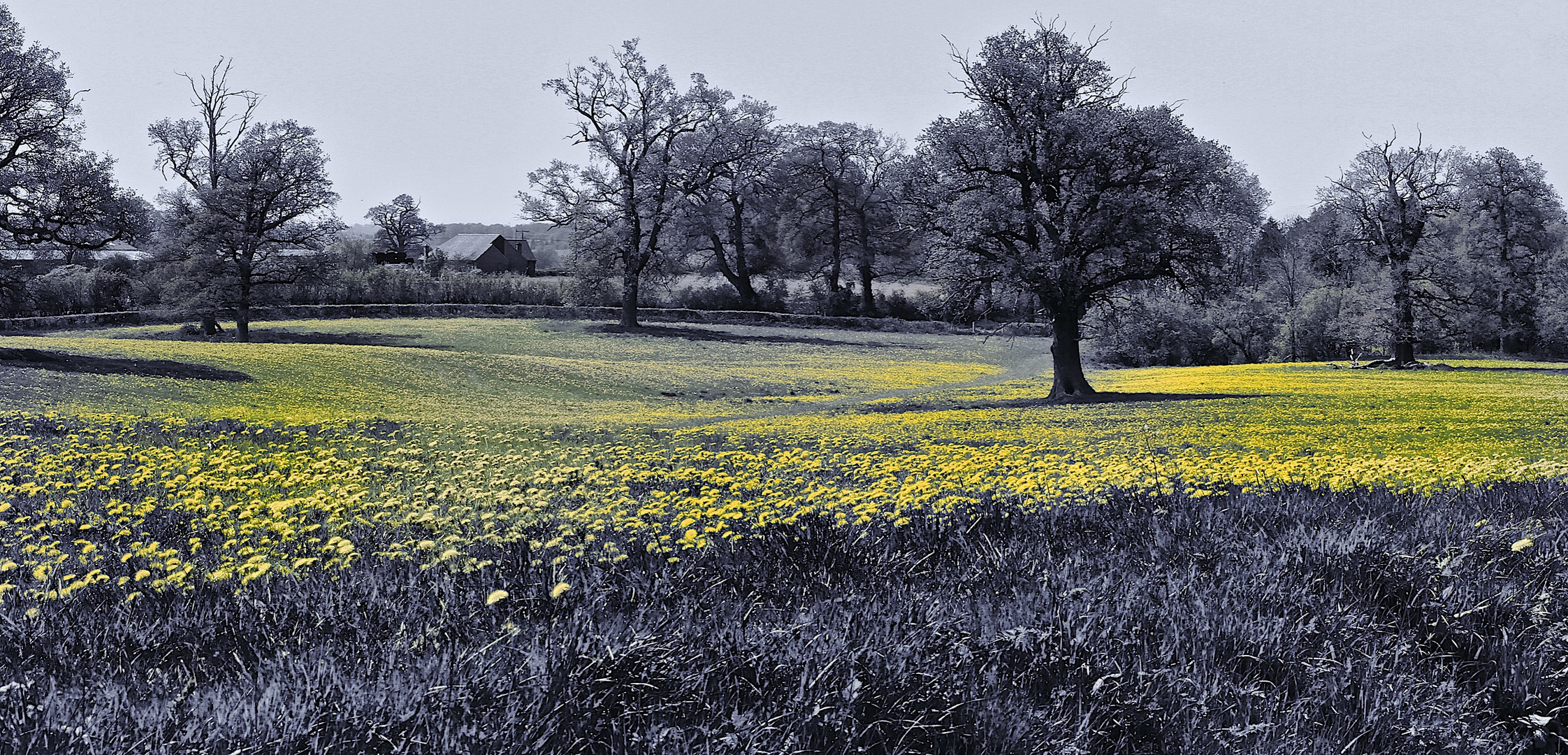 Shades of Yellow