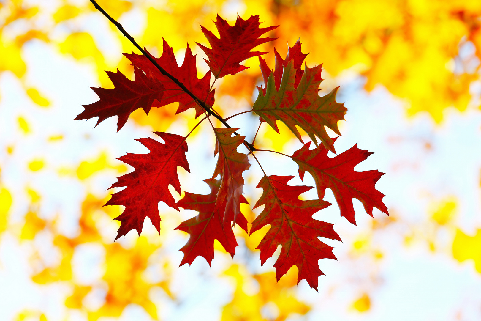 Shadow Autumn Leaves