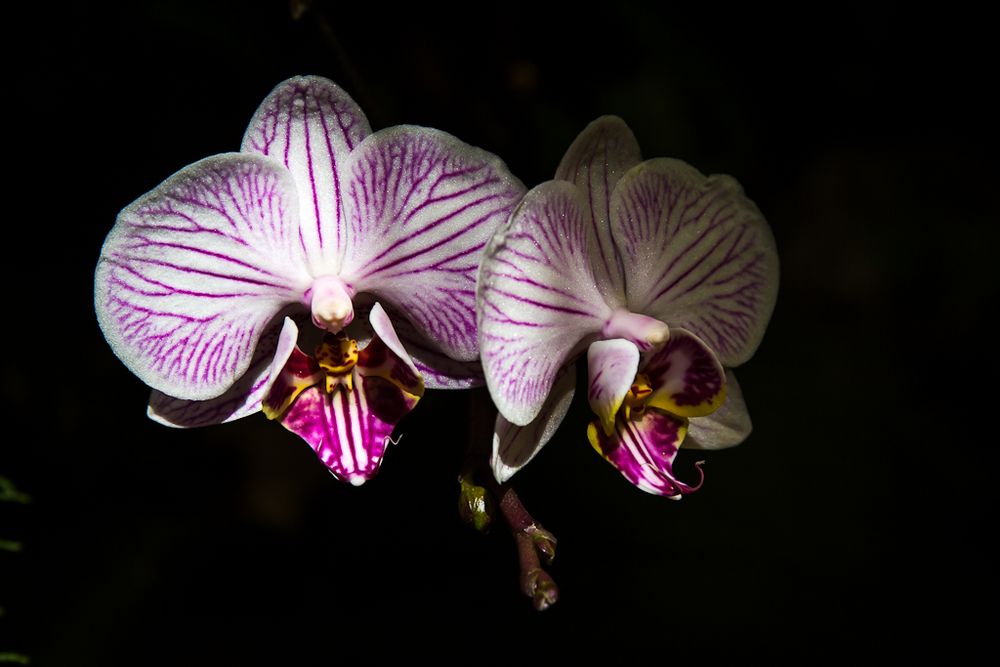 Shadow Beauty von Mark Tominski 