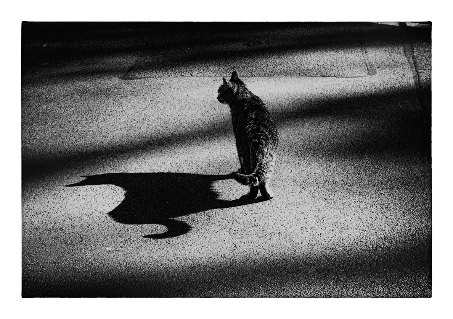 Shadow Cat