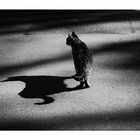 Shadow Cat