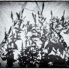 Shadow Flowers #1