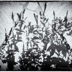 Shadow Flowers #1