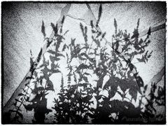 Shadow Flowers #1