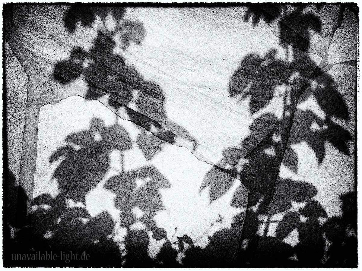 Shadow Flowers #2