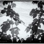 Shadow Flowers #2