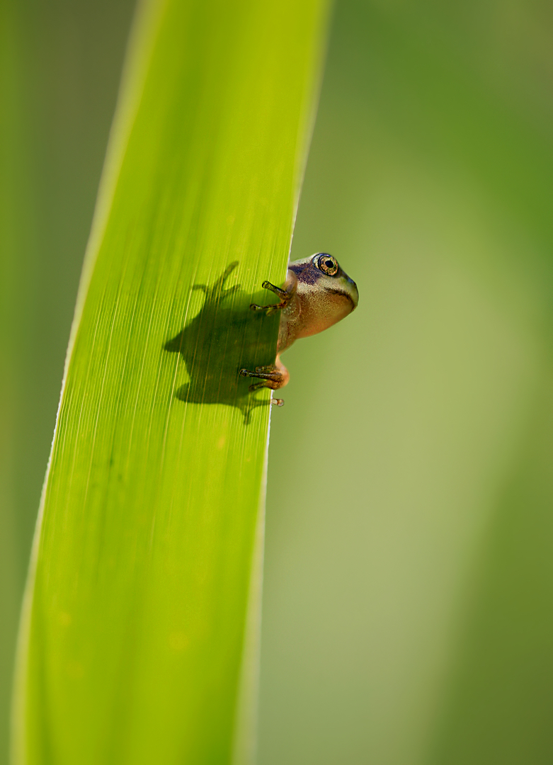 Shadow-Froggy....