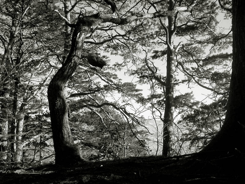 shadow in the forrest