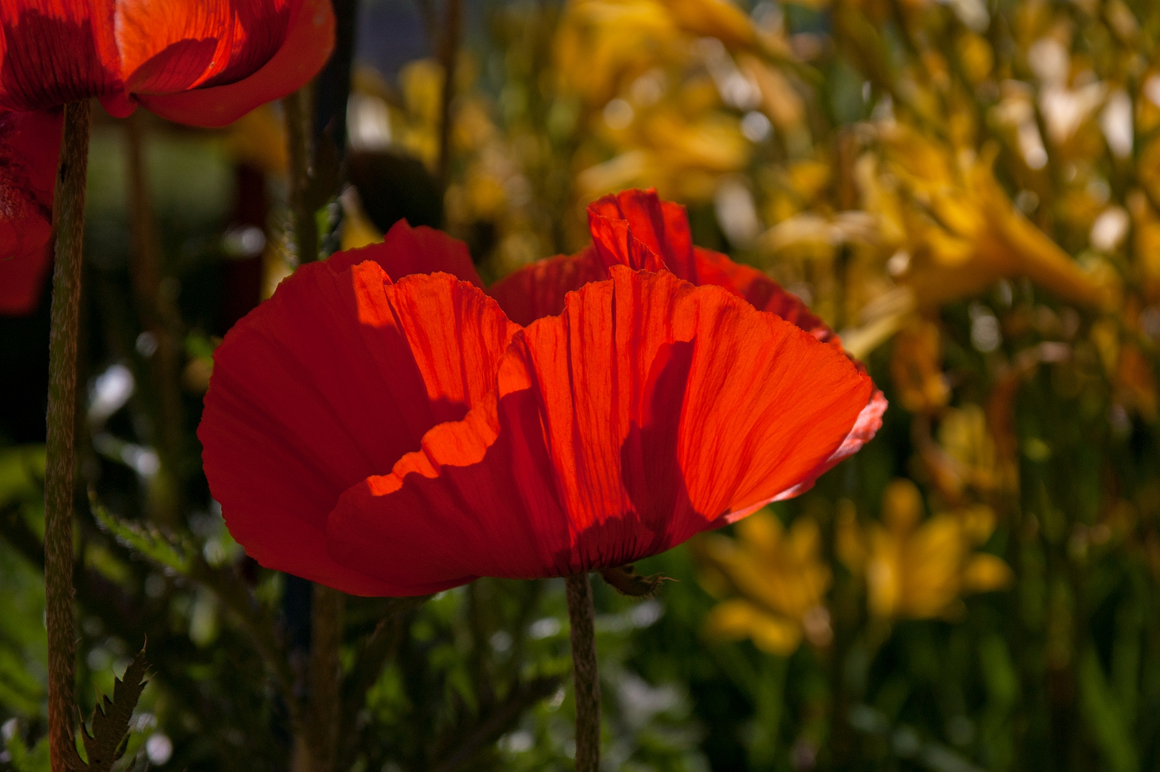 Shadow in the Mohn