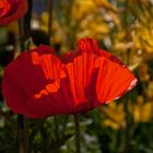 Shadow in the Mohn