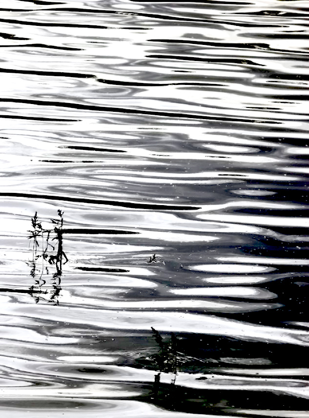 Shadow in the water