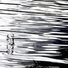 Shadow in the water