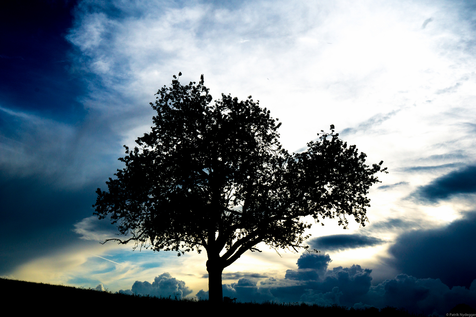 Shadow-Light-Tree