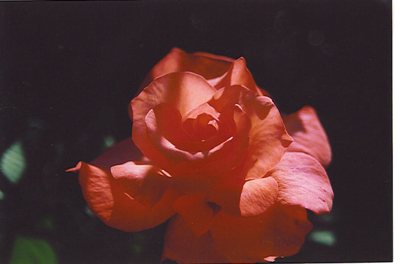 Shadow of a Rose