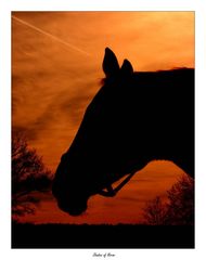 Shadow of Horse