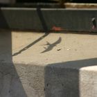 Shadow Of Swallow In Window