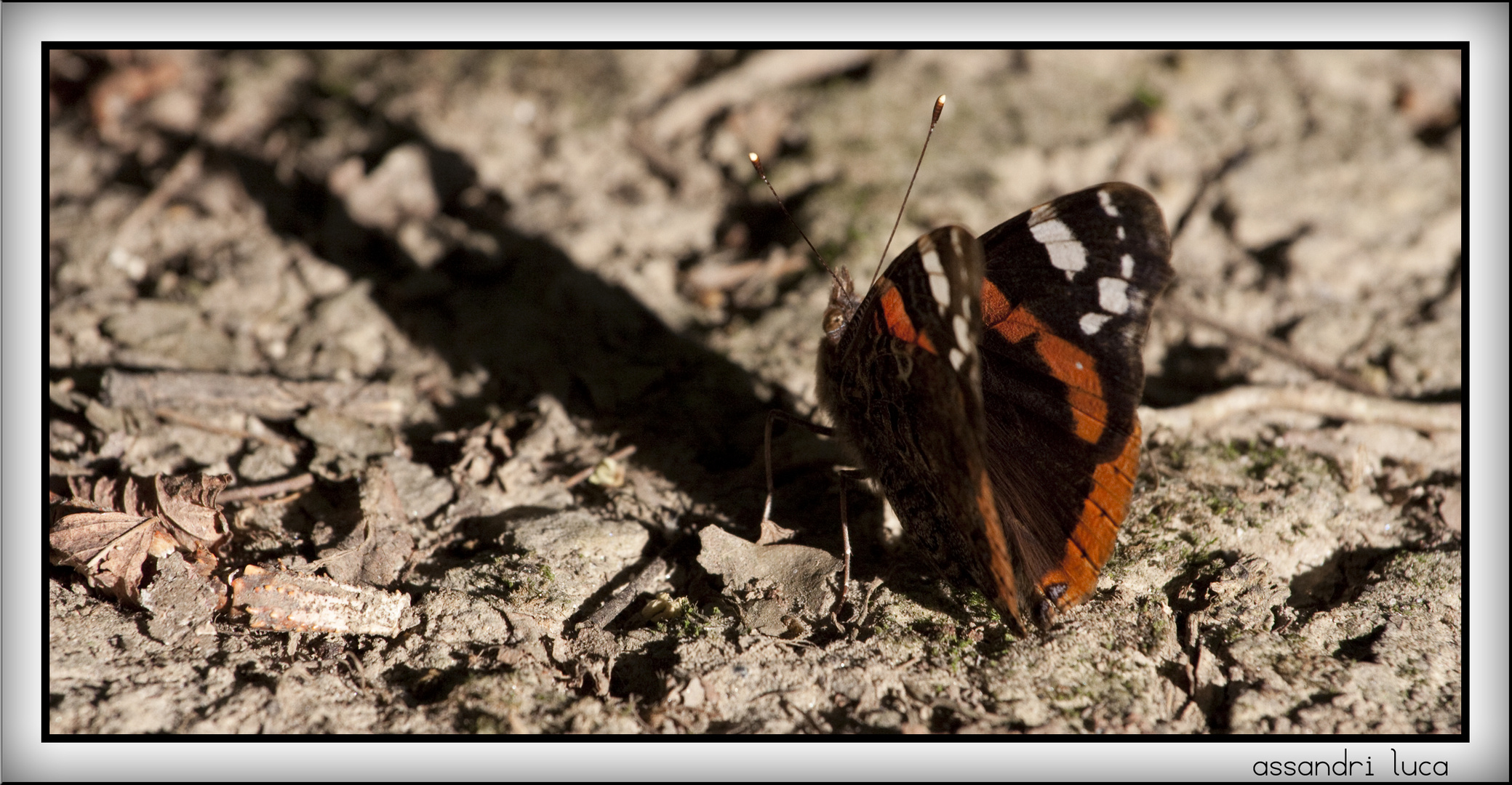 shadow of the butterfly