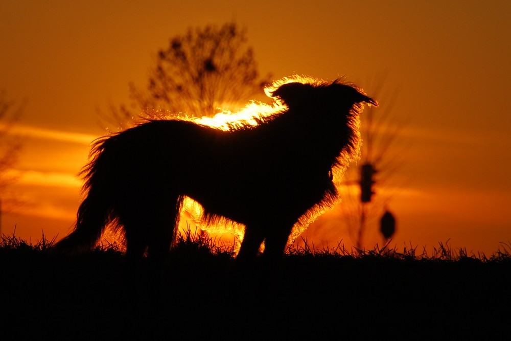 Shadow of the Day