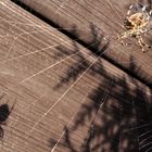 Shadow of the spider