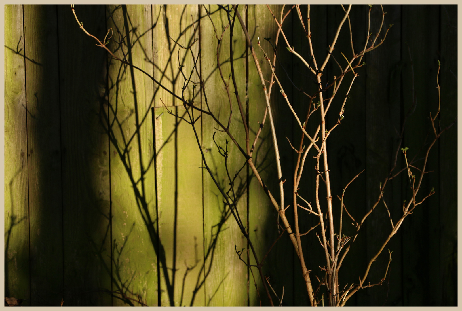 shadow on a shed