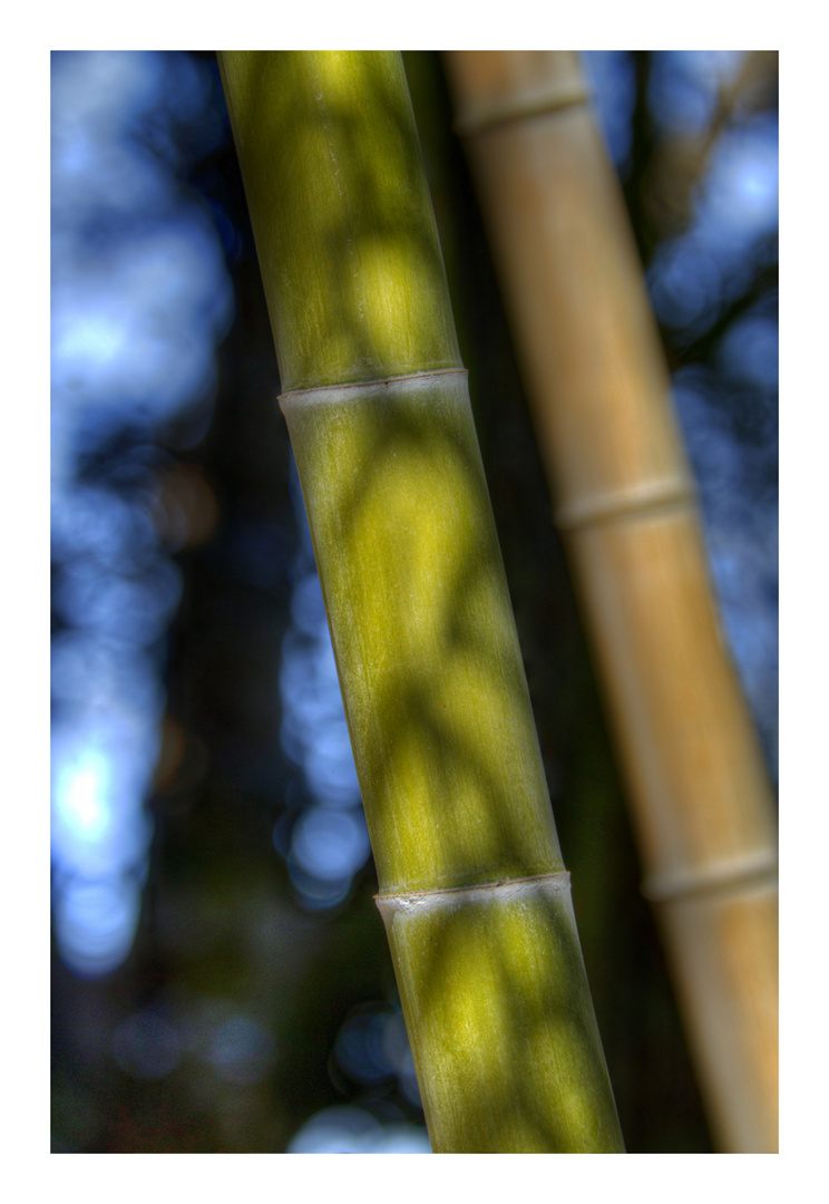 Shadow on Bamboo