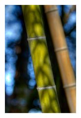 Shadow on Bamboo