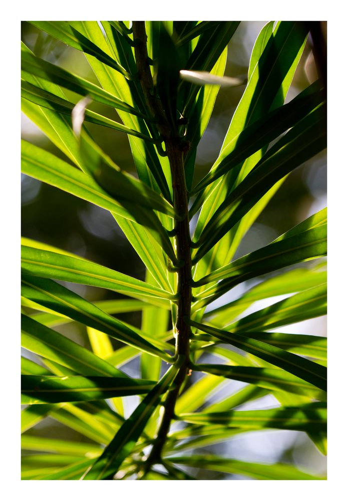 Shadow on leaves-1