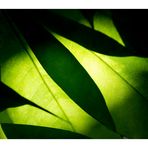 Shadow on leaves-10