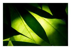 Shadow on leaves-10