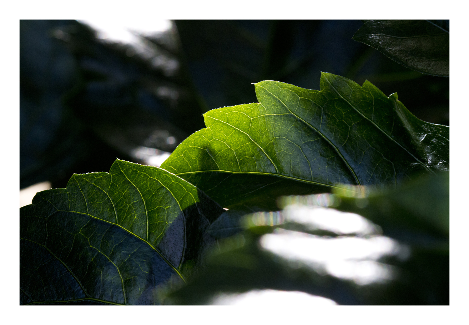 Shadow on leaves-2