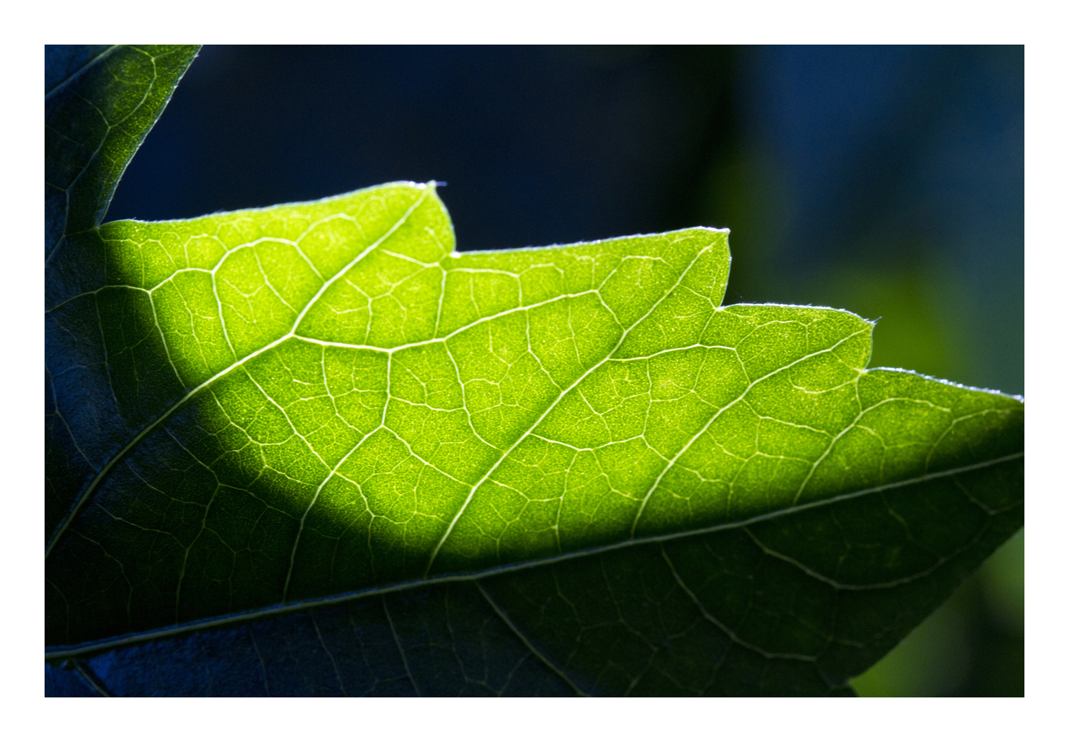 Shadow on leaves-3