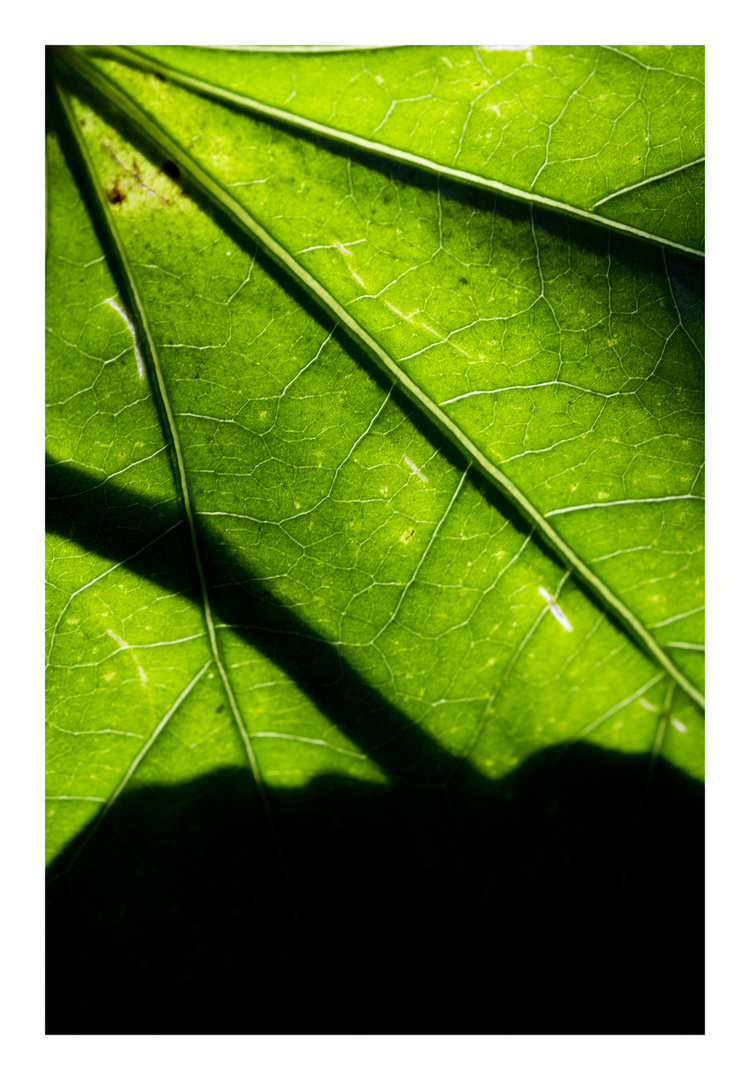 Shadow on leaves-4