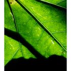 Shadow on leaves-4