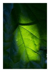 Shadow on leaves-5