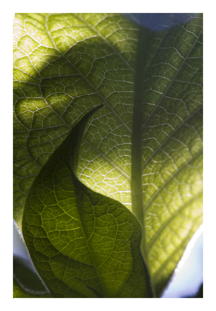 Shadow on leaves-6