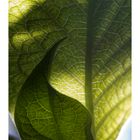 Shadow on leaves-6