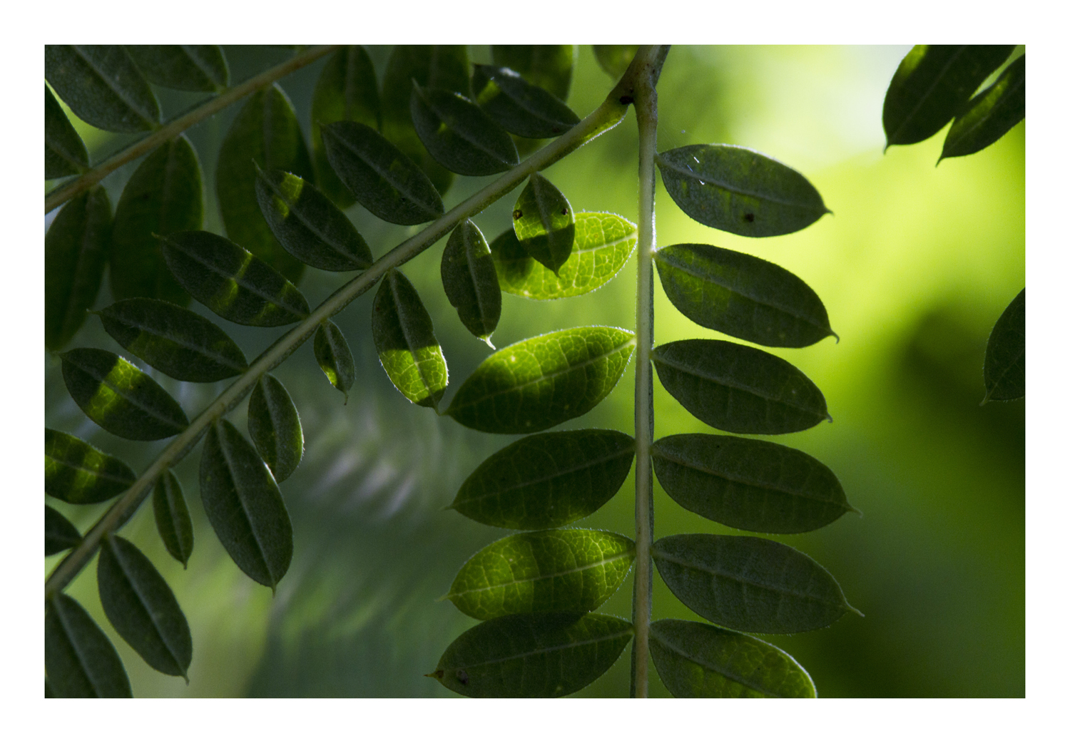 Shadow on leaves-8