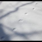 Shadow on snow-2
