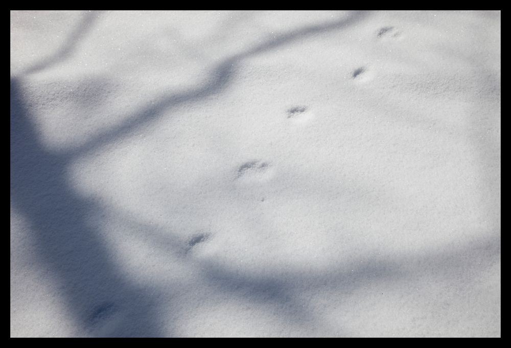 Shadow on snow-2