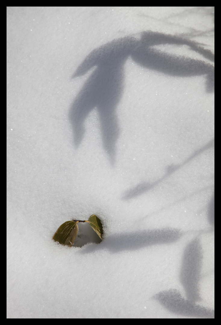 Shadow on snow-3