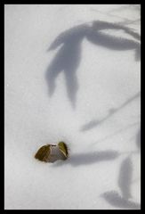 Shadow on snow-3