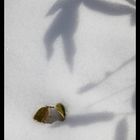 Shadow on snow-3