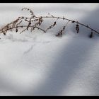 Shadow on snow-4