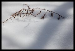 Shadow on snow-4