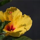 shadow on the flower petal