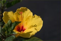 shadow on the flower petal