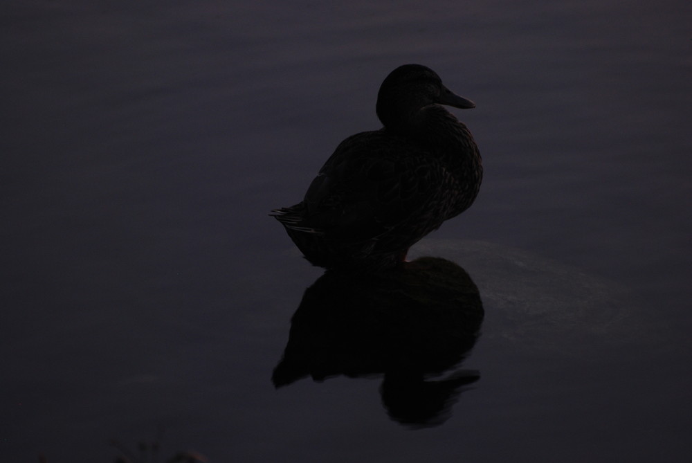 Shadow on the night time lake