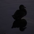 Shadow on the night time lake