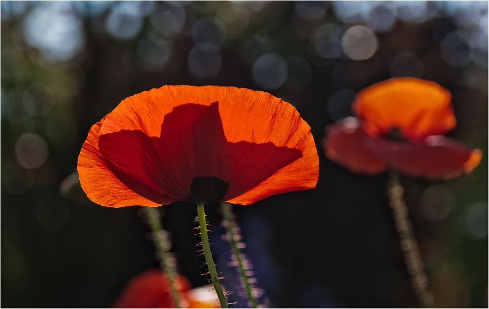 SHADOW ON THE POPPY